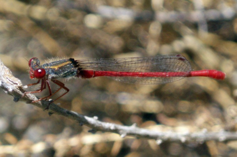 Spagna: La regione  de Monegros, paradiso entomologico